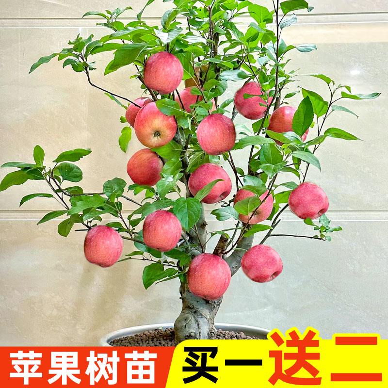 精品苹果树苗盆栽红富士苗地栽高产大果四季种植带土带叶甜脆多汁