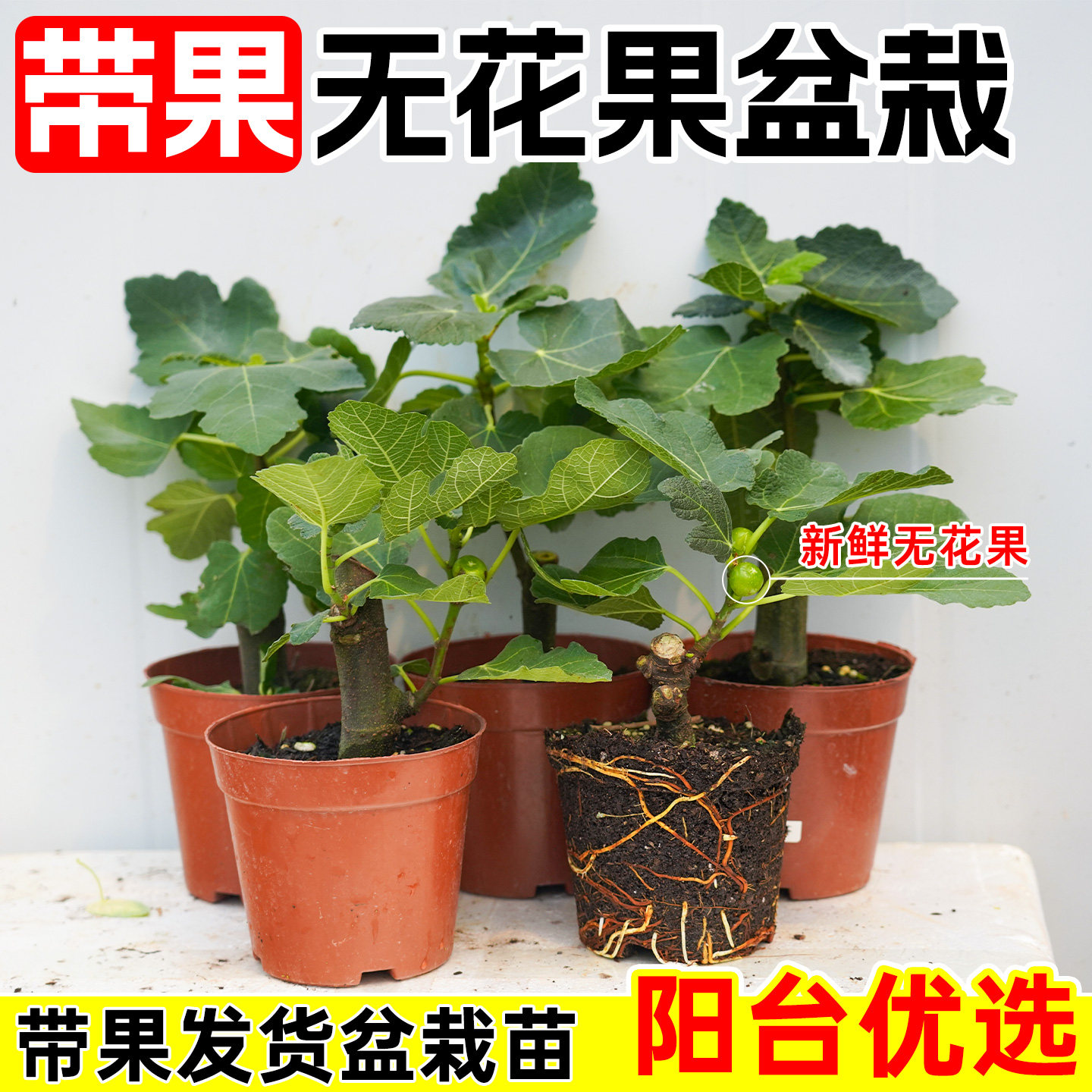 无花果树苗带果发货包成活图片