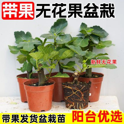 正宗无花果树苗盆栽四季特大果波姬红南北方阳台种植地栽当年结果
