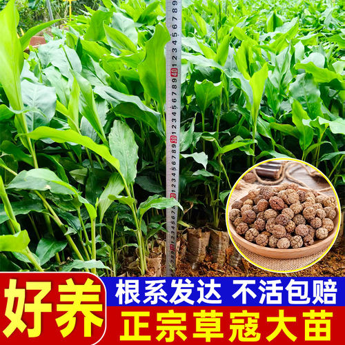 广西草豆蔻草寇草苗子盆栽带土易活热带植物中草药带土发货