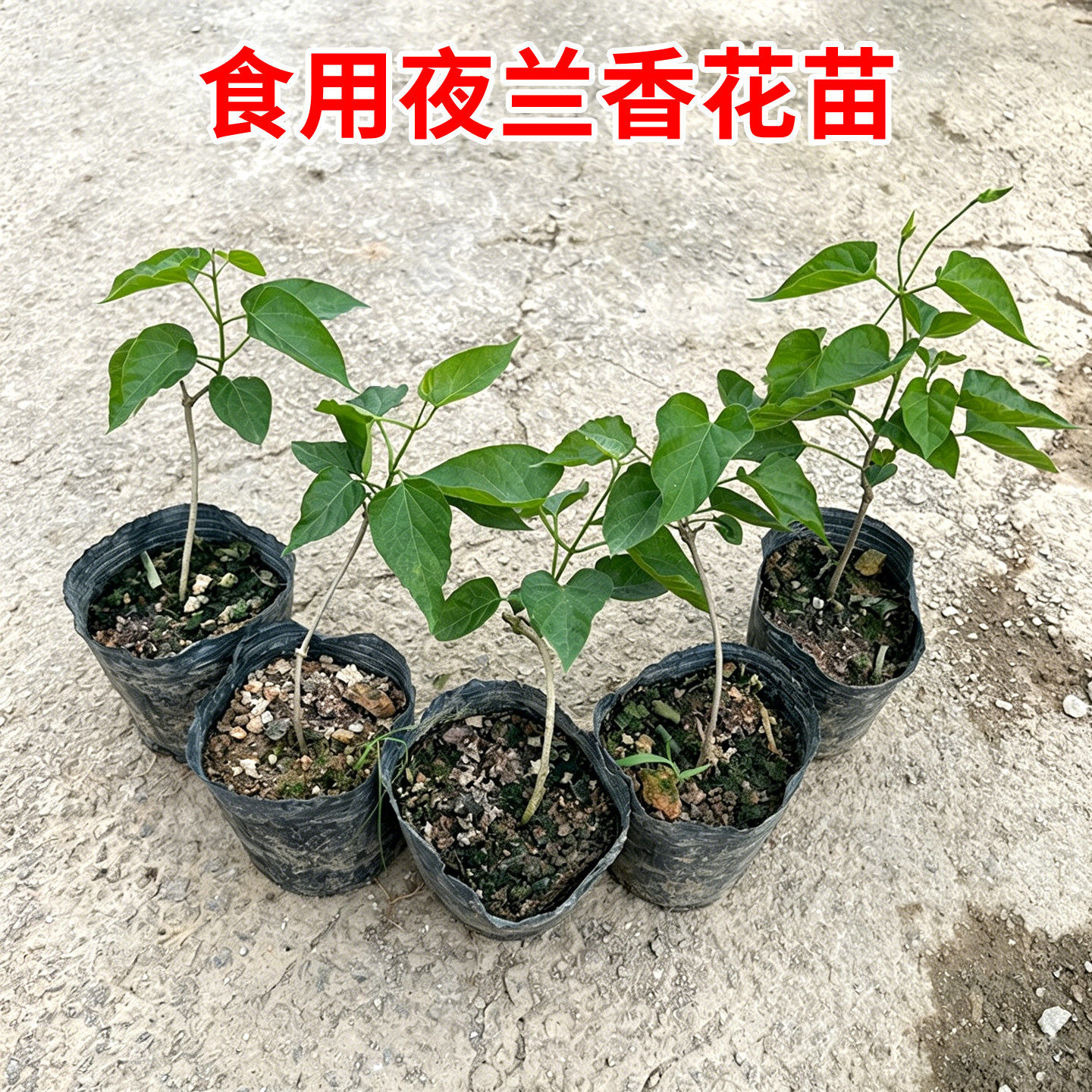 食用夜兰香花苗千里香藤本驱蚊盆栽基地直发阳台庭院种植带土带叶