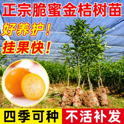 脆皮金桔树苗带土带叶嫁接高产