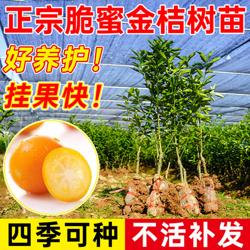脆皮金桔树苗带土带叶嫁接高产