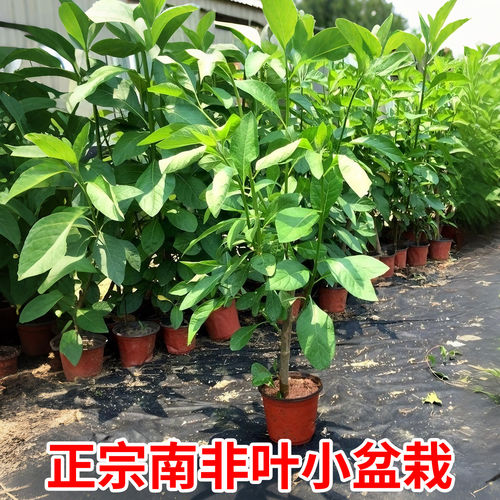 正宗南非叶苗马来西亚南非叶种树苗将军叶新鲜干叶茶苦茶扁斑鸠菊
