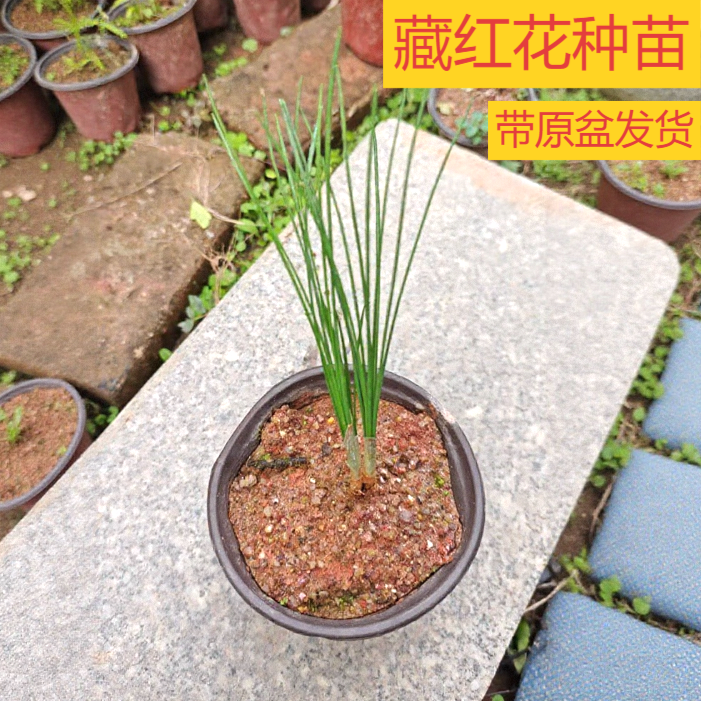 药用藏红花种球盆栽耐寒耐冻