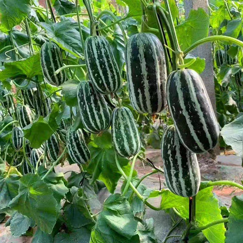 冰糖子甜掉牙甜瓜种子一年四季种植种子香瓜种子庭院蔬菜种子大全