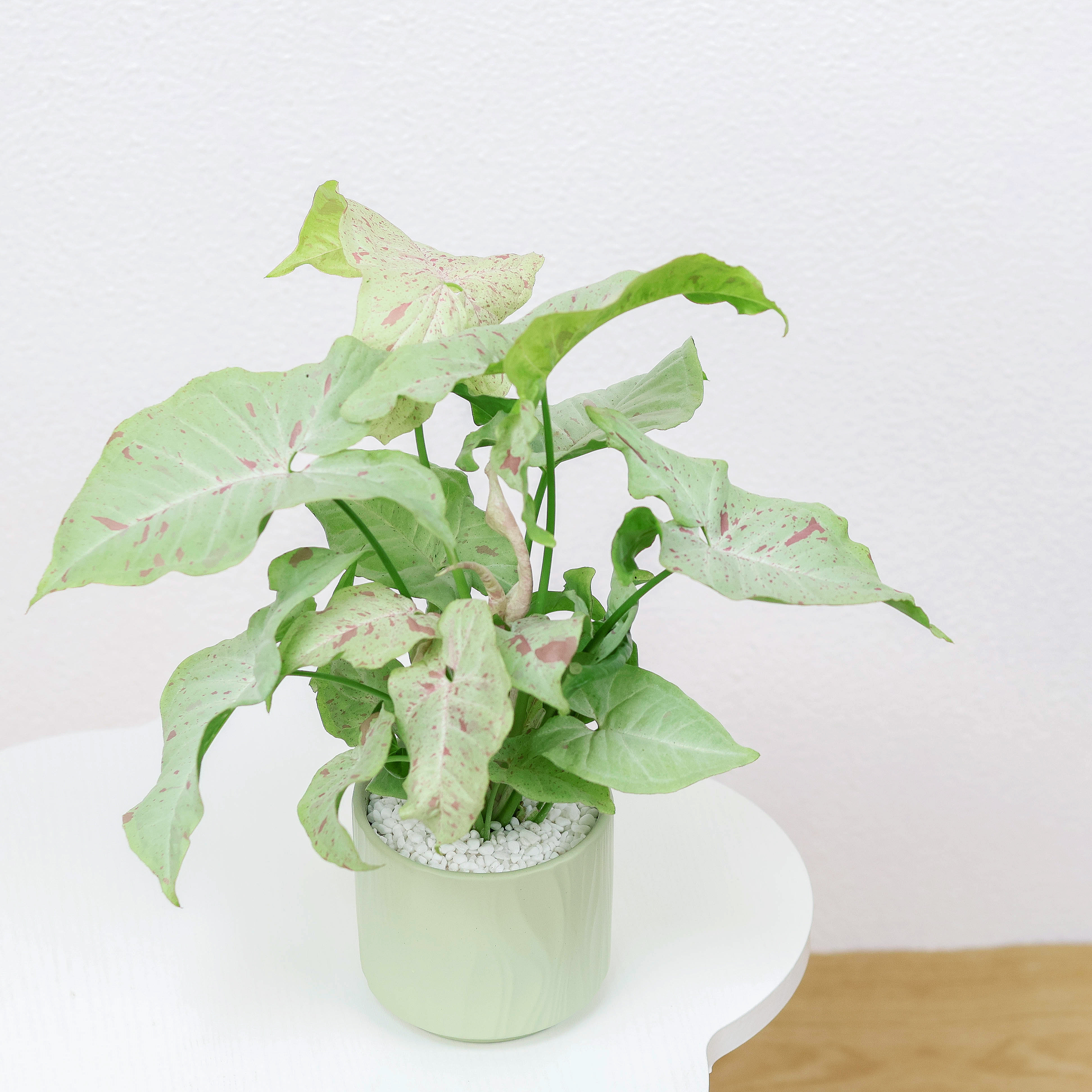 牛奶合果芋盆栽水培植物办公室桌面水养绿植净化空气防辐射好养活