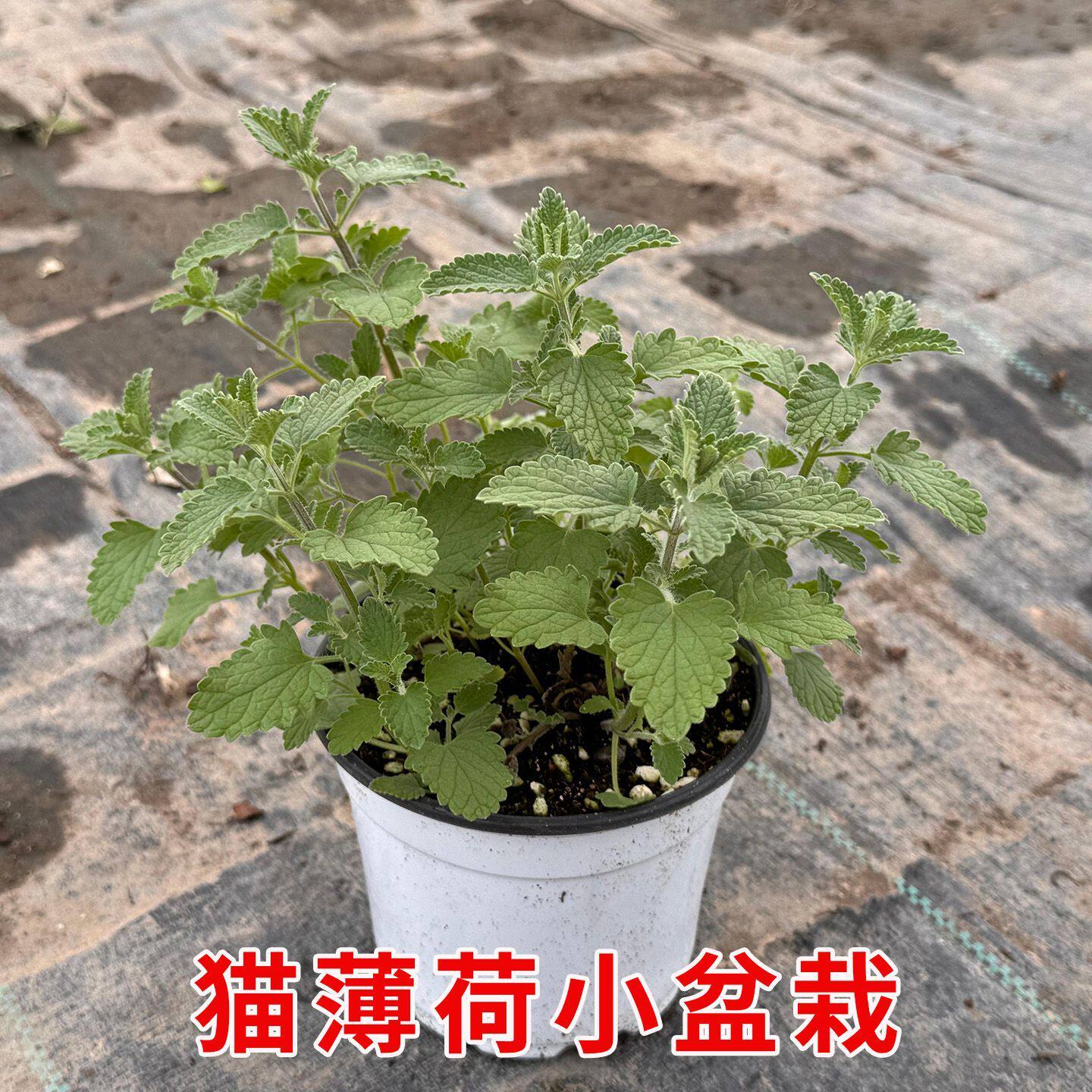 猫薄荷盆栽驱虫植物薄荷驱蚊猫薄荷四季室内外种植圆叶猫薄荷盆栽