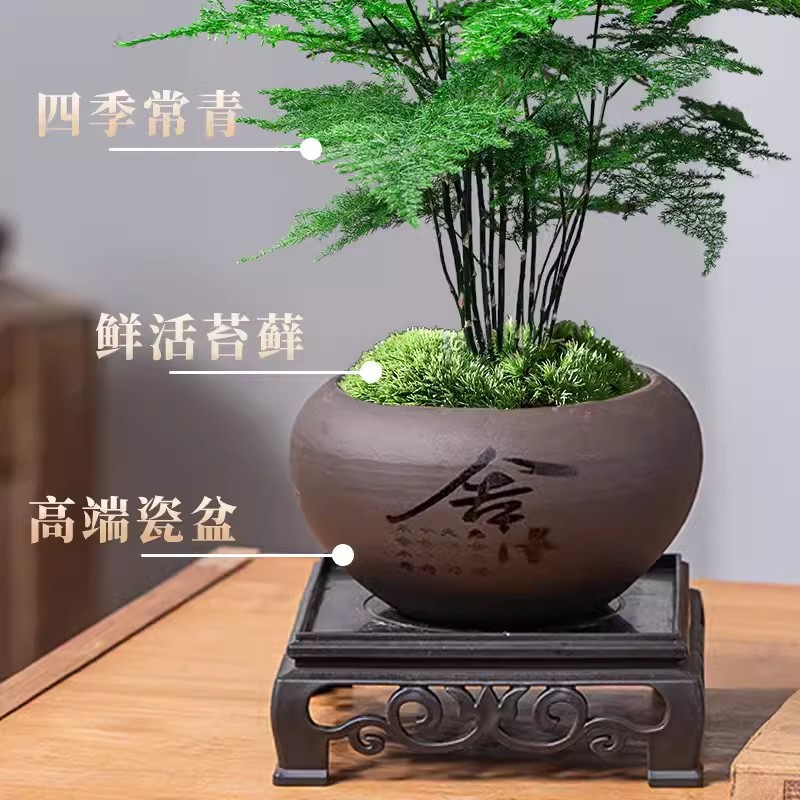文竹盆栽室内花卉植物盆景客厅办公室桌面小绿植好养云竹四季常青