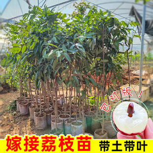 嫁接荔枝苗盆栽妃子笑嫁接无核桂味糯米糍树苗南北方种植当年结果