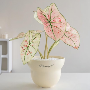 甜心彩叶芋盆栽水培植物白色恋人粉色飞溅种球海芋类室内花卉绿植