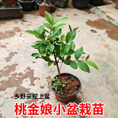 正宗桃金娘苗山捻子树苗乌稔多尼小种苗盆景地栽室内阳台庭院植物