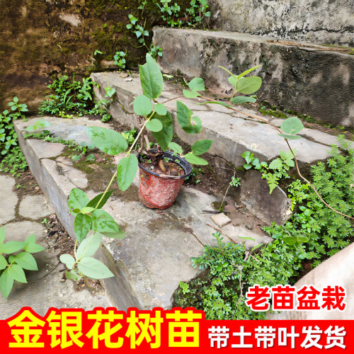 金银花树苗盆栽浓香可食用阳台庭院老桩攀援爬藤植物花卉开花阳台
