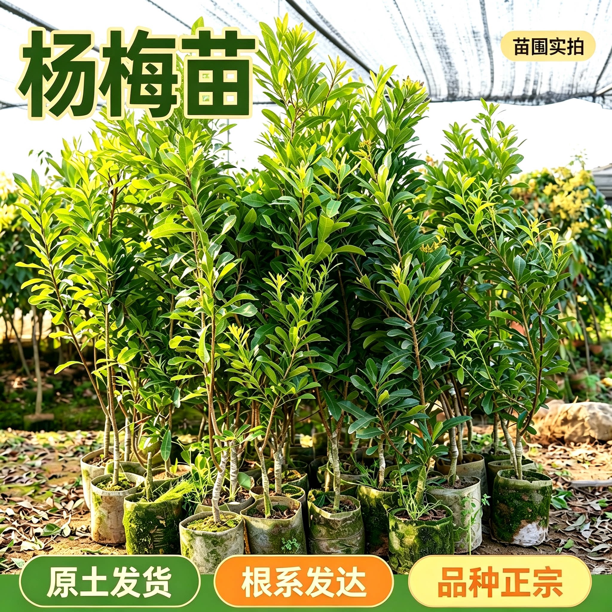 东魁杨梅树苗品种正宗嫁接果树苗南北方盆栽地栽当年结果原土发货