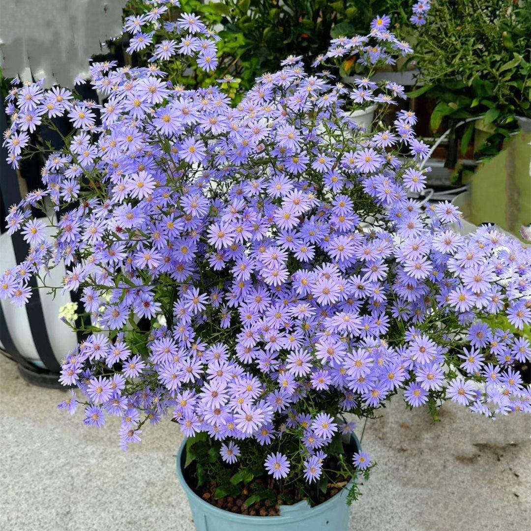 荷兰菊小卡罗紫菀花苗盆栽多年生花卉阳台庭院阳台庭院植物菊花苗