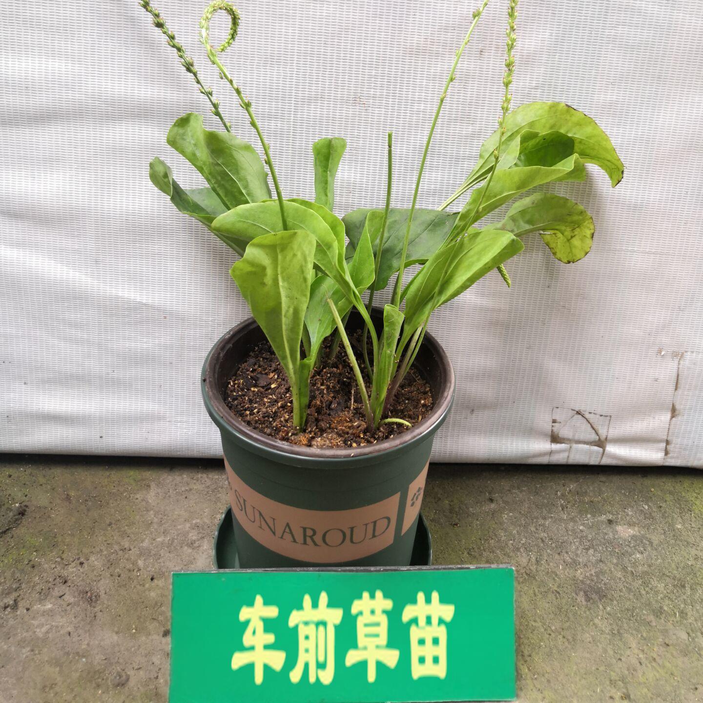 车前草苗盆栽新鲜中草药室外阳台庭院可食用植物绿植老桩大苗车钱