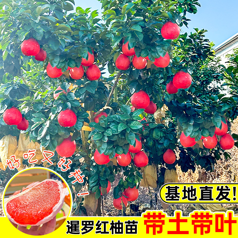 沙田柚子树苗红心柚嫁接三红柚蜜柚树苗泰国红宝石柚子苗当年结果