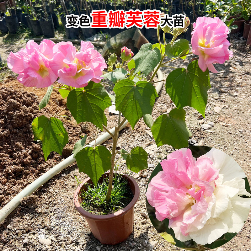 重瓣三醉芙蓉花苗秋冬开花四季芙蓉花盆栽变色拒霜花木芙蓉花植物