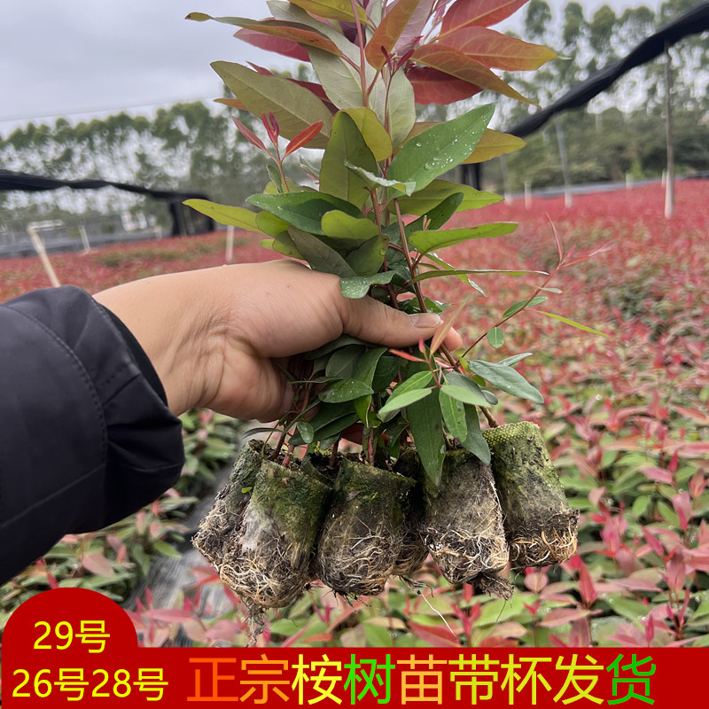 速生桉树苗地栽绿化树苗