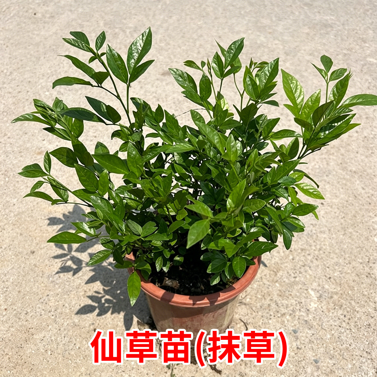 仙草苗潮汕抹草盆栽小槐花三叶青苗喜庆吉祥植物阳台庭院种植树苗