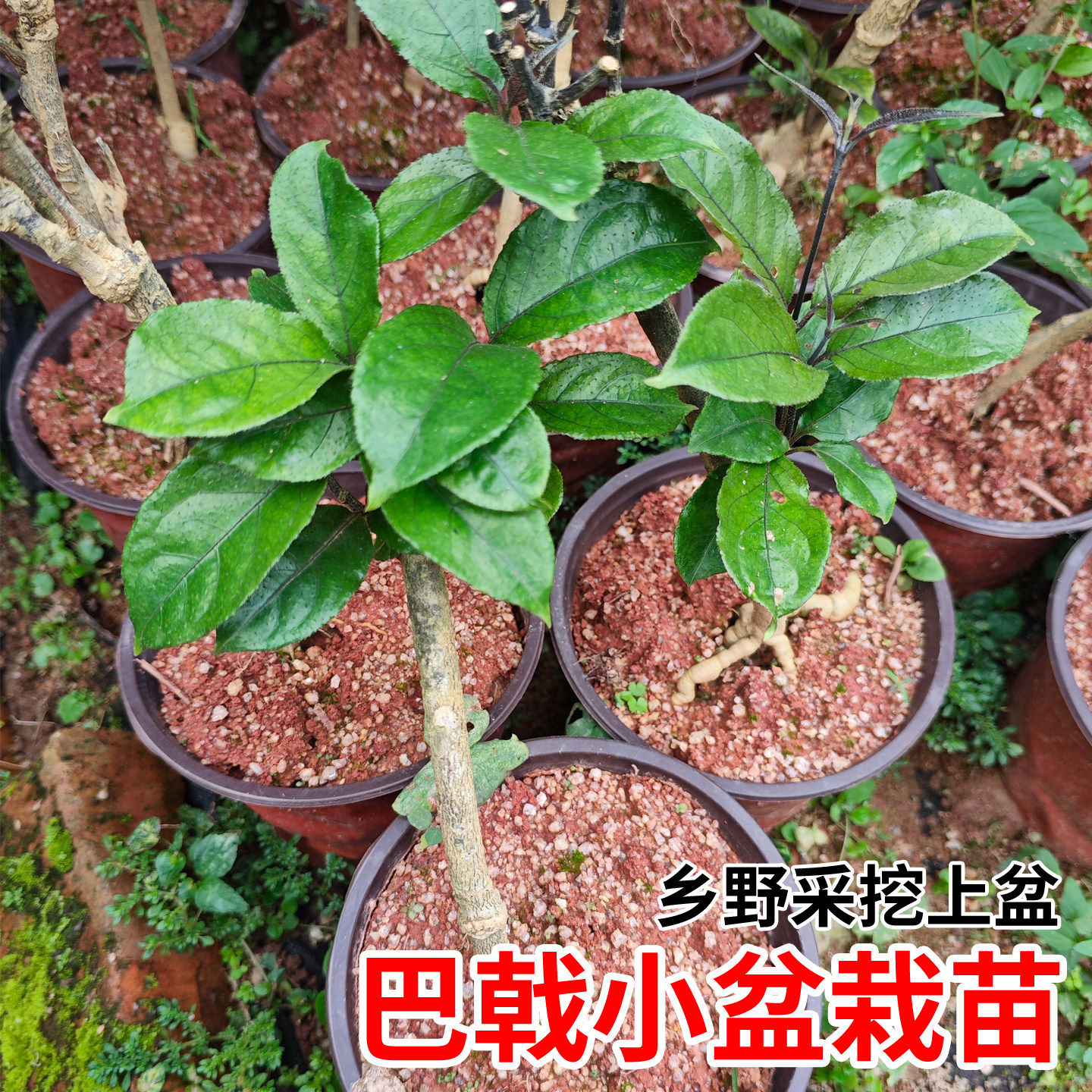 巴戟种植苗天鸡肠风肇庆正宗优质巴戟药材种苗容易生山地盆栽种植