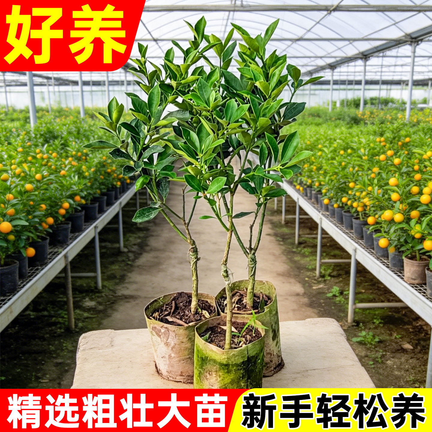 金桔带叶发货盆栽树苗四季果树第二代可食用橘子苗大果金桔果树苗