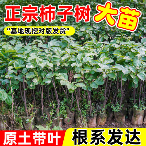 柿子树苗脆甜太秋脆柿子