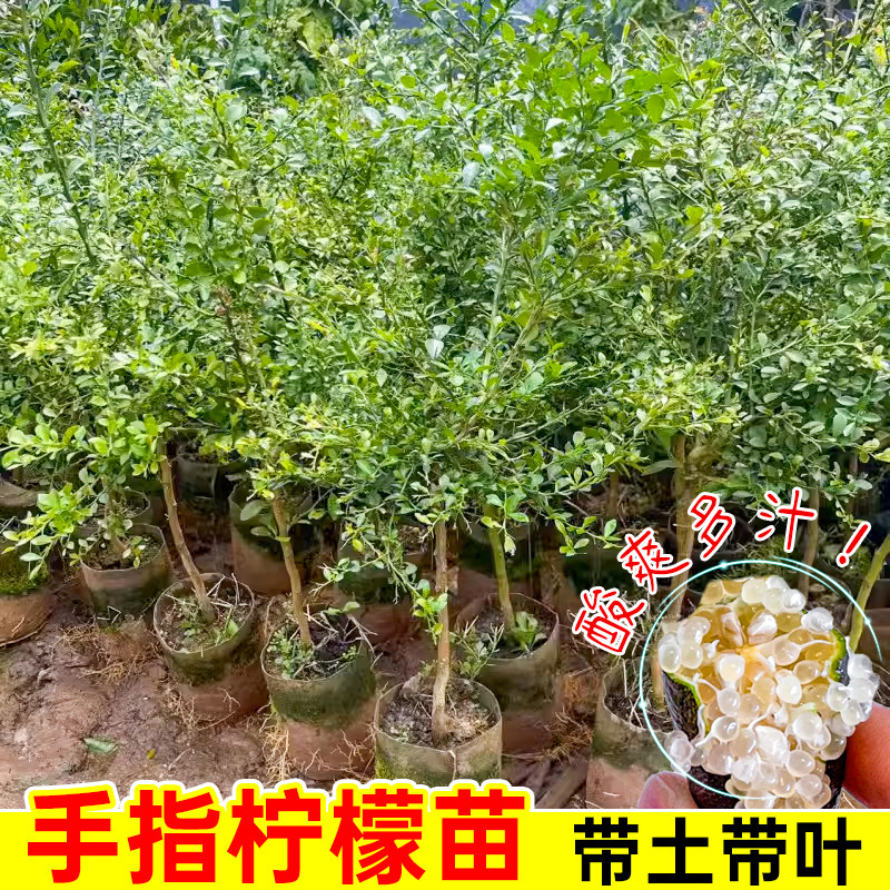 手指柠檬树苗澳洲新品种柠檬苗嫁接指橙当年结果精选种植盆栽地栽