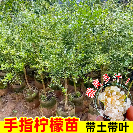 手指柠檬树苗澳洲新品种柠檬苗嫁接指橙当年结果精选种植盆栽地栽