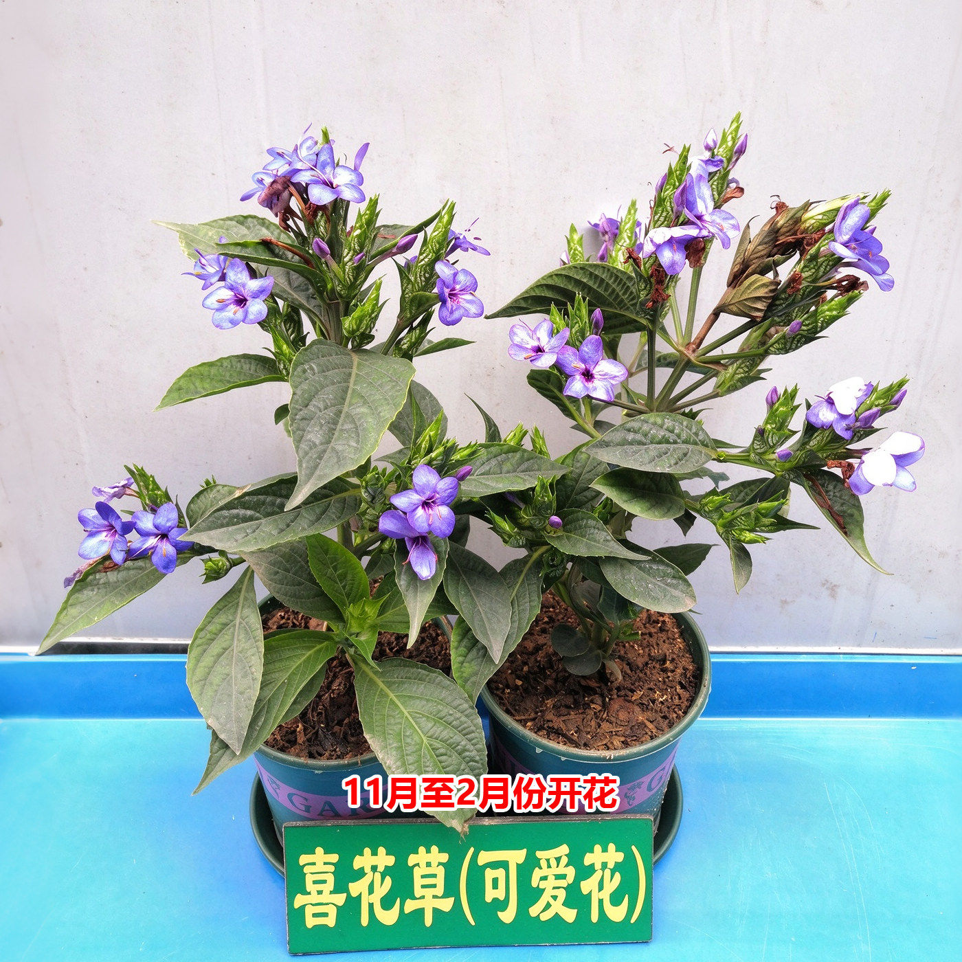 喜花草种苗可爱花正宗药材苗阳台庭院种植苗盆栽地栽带土带叶植物