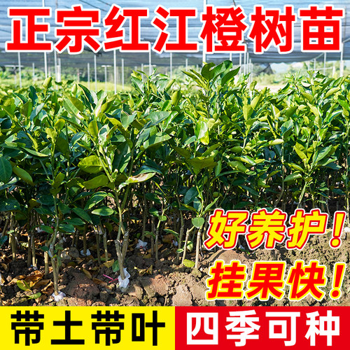 嫁接红江橙冰糖橙脐橙苗