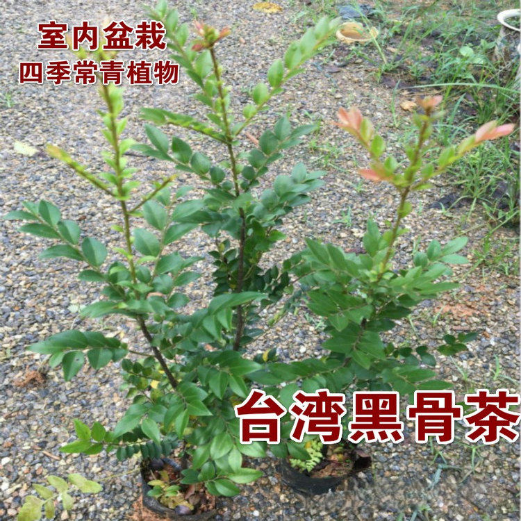 紫檀树苗紫檀树苗台湾盆栽地栽