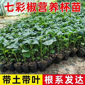 七彩辣椒苗观赏食用四季易种