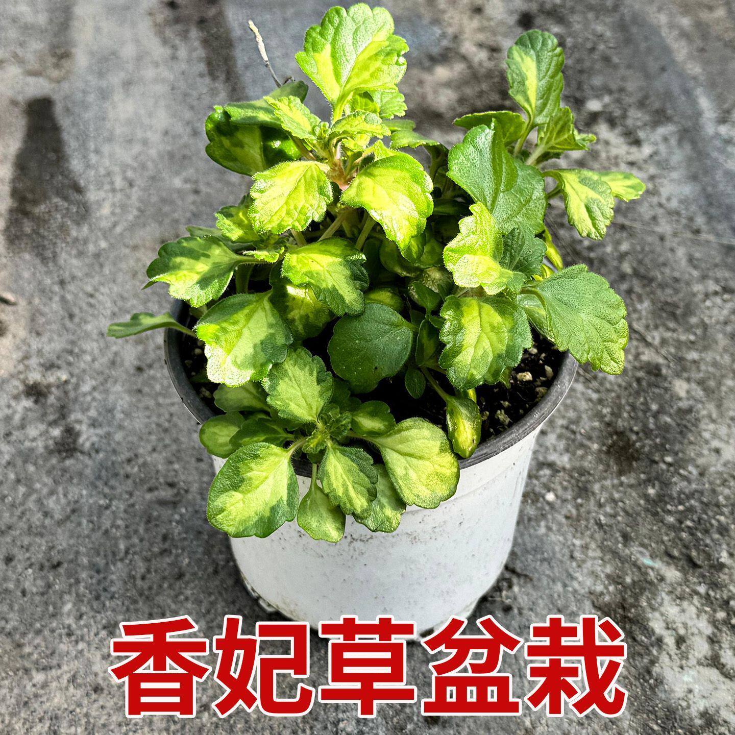 斑叶香妃草香妃碰碰浓香型花卉盆栽客厅室内中草药绿植内锦香妃草