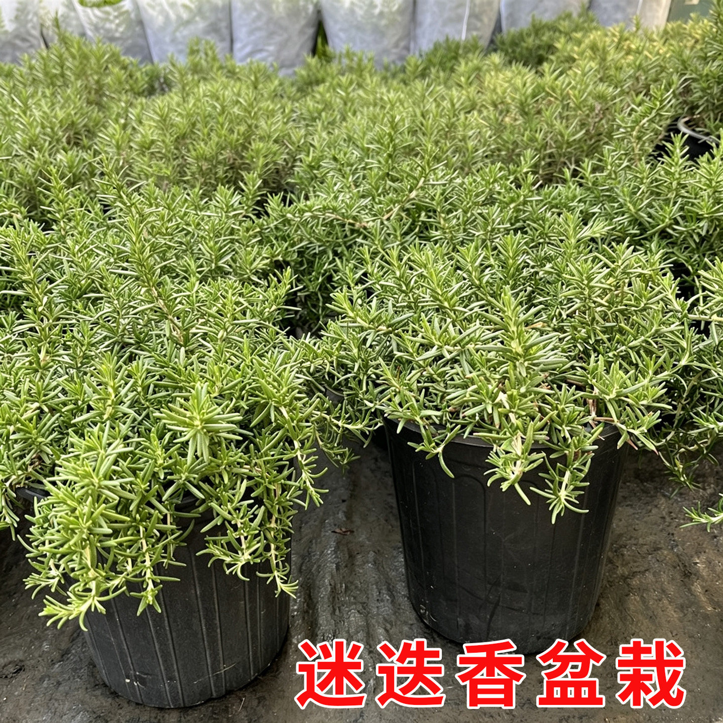 迷迭香苗盆栽可食用驱蚊植物香草植物薄荷苗水培花卉室内绿植好养