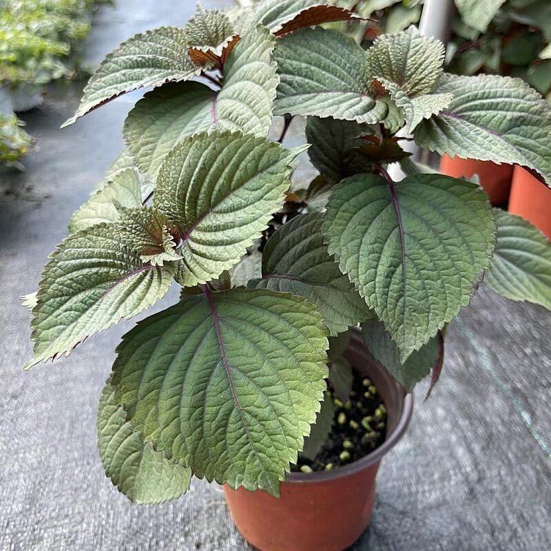 紫苏苗盆栽可食用香草香料