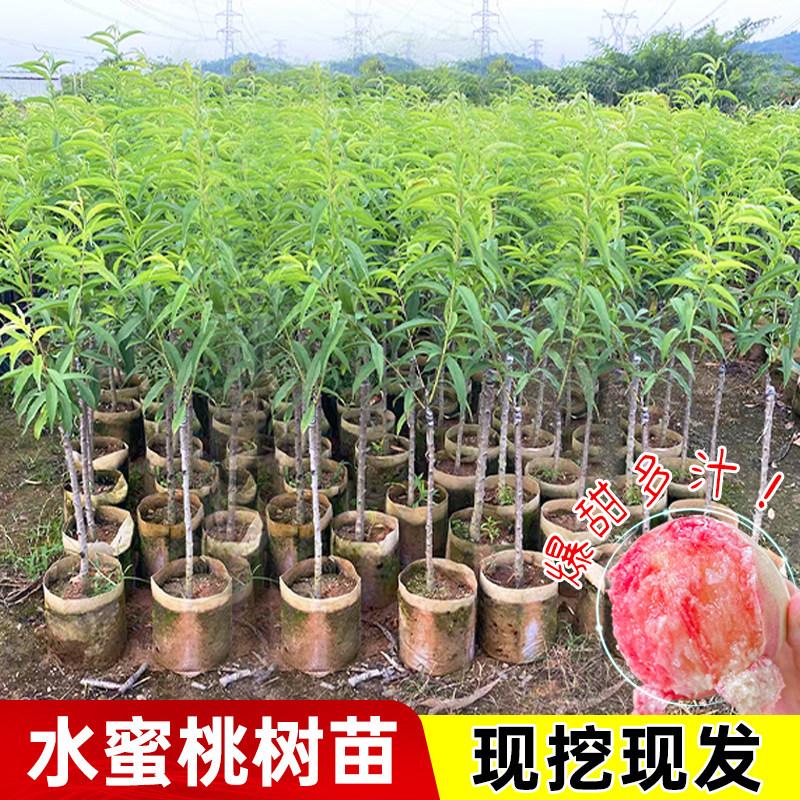 水蜜桃营养杯苗嫁接黄毛桃树苗当年结果南方北方种植果树大果多汁