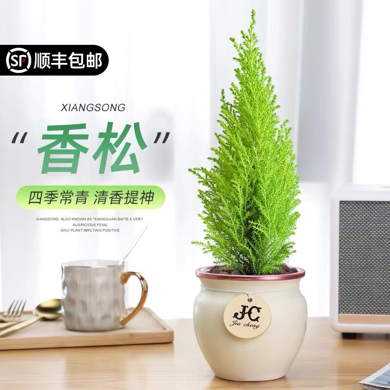 香松盆栽 室内净化空气四季常青绿植圣诞树耐寒盆景创意桌面植物
