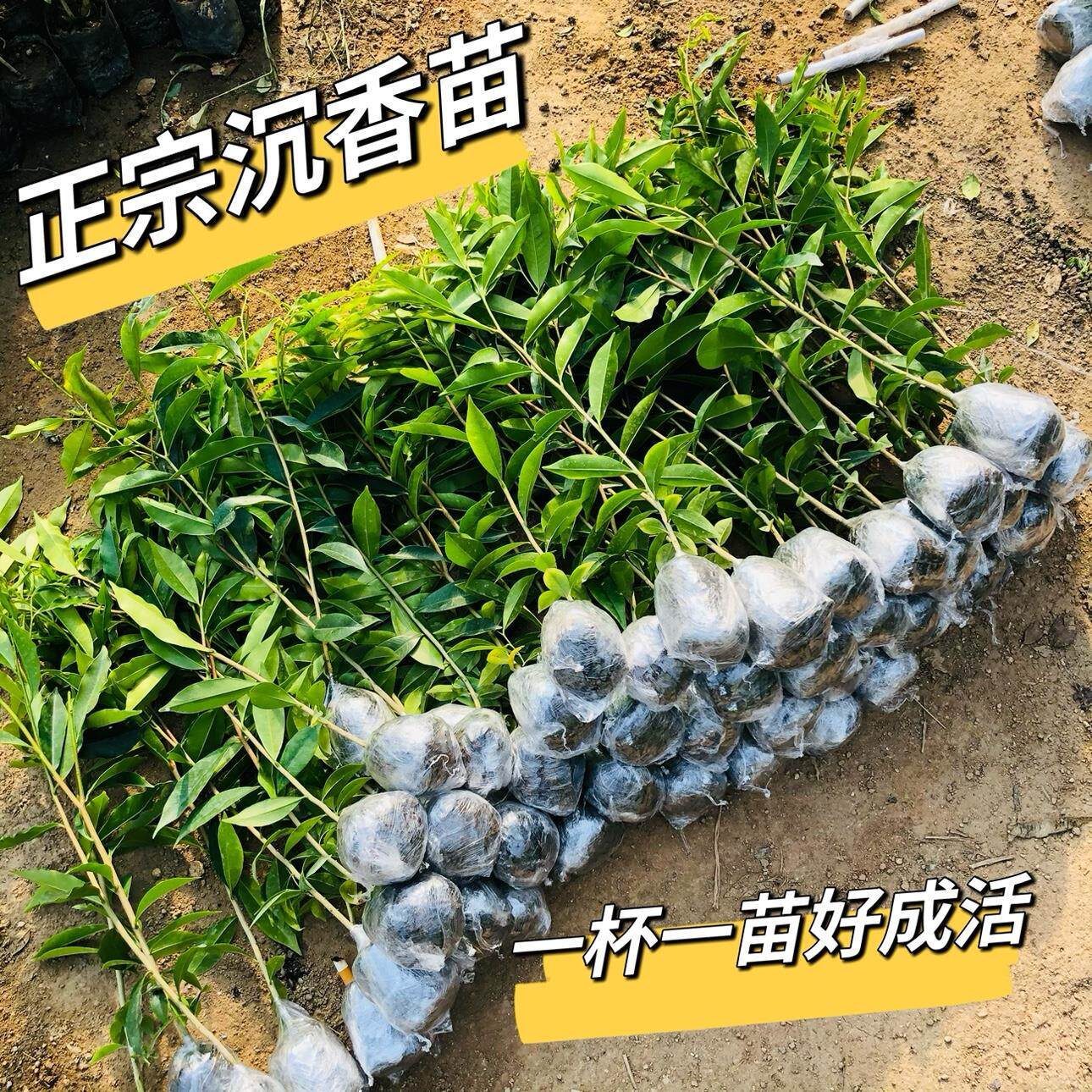 白木沉香苗奇楠沉香树苗