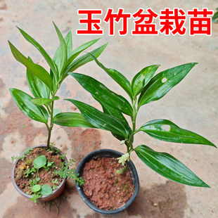 玉竹种苗新鲜现挖玉竹苗盆景绿植中草药小苗尾参苗玉竹种植苗四季