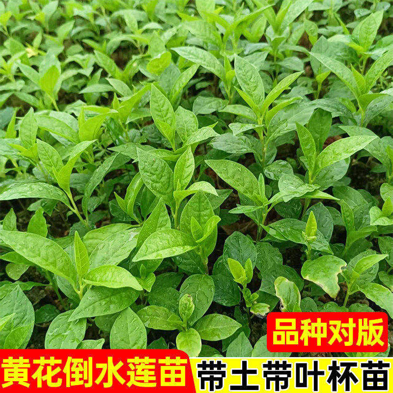 中草药黄花倒水莲观音串树苗黄花大远志种苗庭院阳台绿植盆栽喜阴