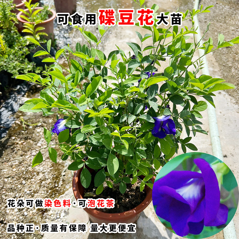 蝶豆花阳台庭院盆栽蝶豆花苗染色花茶植物耐热重瓣蓝色蓝蝴蝶花卉