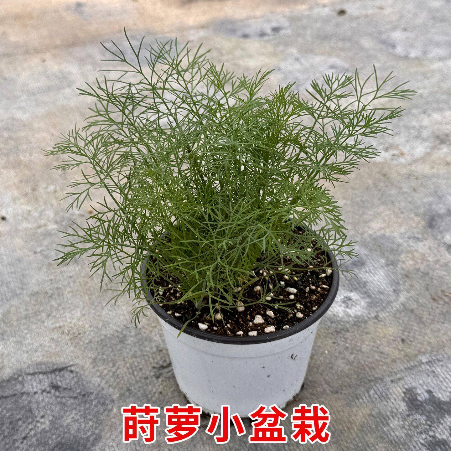 莳萝可食用一年生洋茴香西餐香料烹饪窗台盆栽阳台植物四季绿植