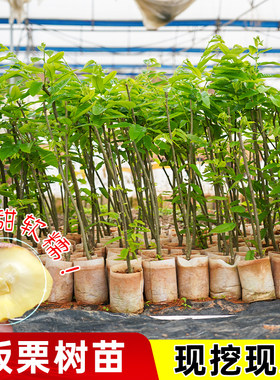 油板栗树苗嫁接苗大红袍板栗