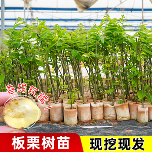 油板栗树苗嫁接苗地栽南方北方种植大红袍板栗特大板栗树果树果苗