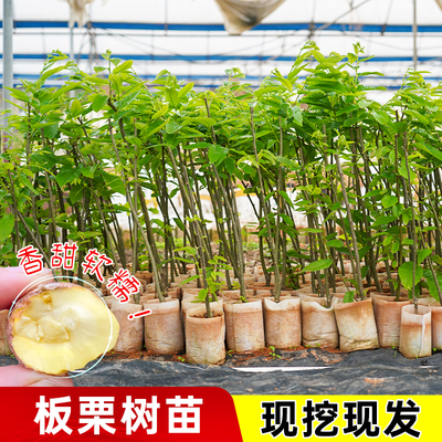 油板栗树苗嫁接苗大红袍板栗