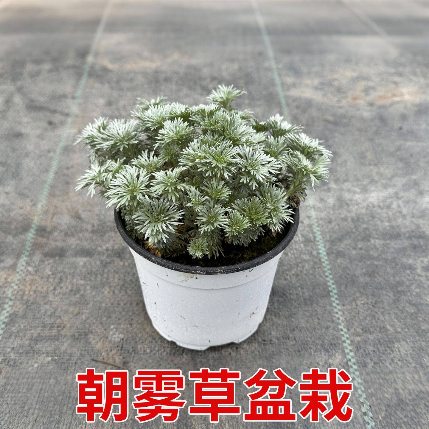 朝雾草绿植盆栽办公室桌面盆栽多年生观叶植物朝雾草耐高温易养活