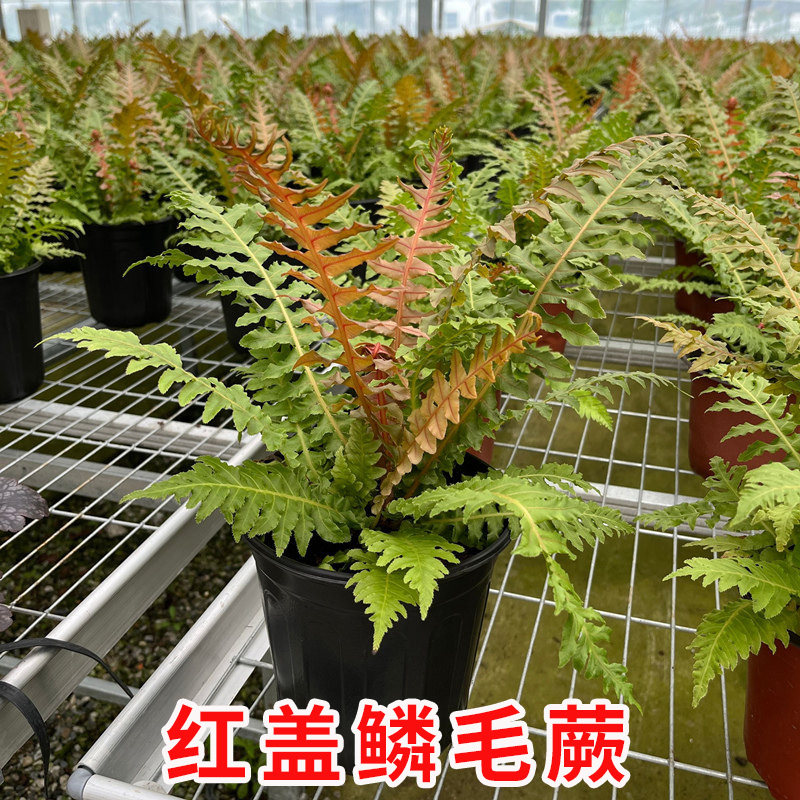 彩虹蕨红盖鳞毛蕨室内盆栽庭院花园观叶植物四季长青耐寒蕨类品种
