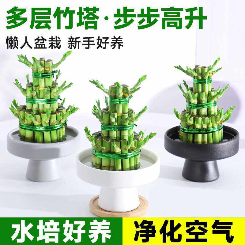 竹塔富贵竹水培植物客厅盆景转运竹水养带根竹绿植盆栽节节高