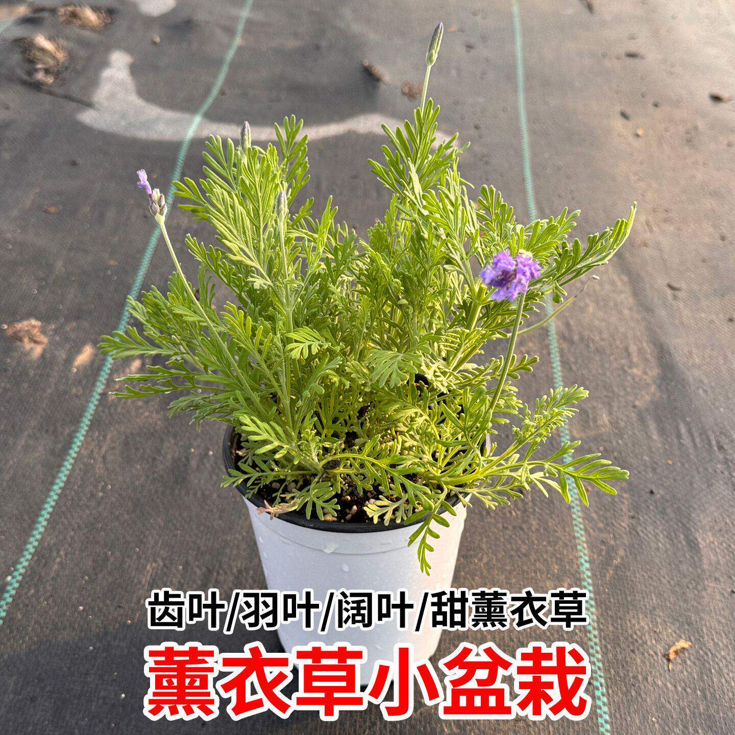 薰衣草盆栽小苗驱蚊植物花卉室内外夏天种四季好养羽叶薰衣草绿植